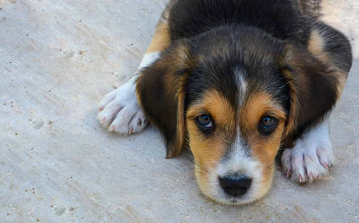 Los perros son altamente sensibles al lenguaje corporal y al tono emocional de las personas. (Fotos: Pexels)