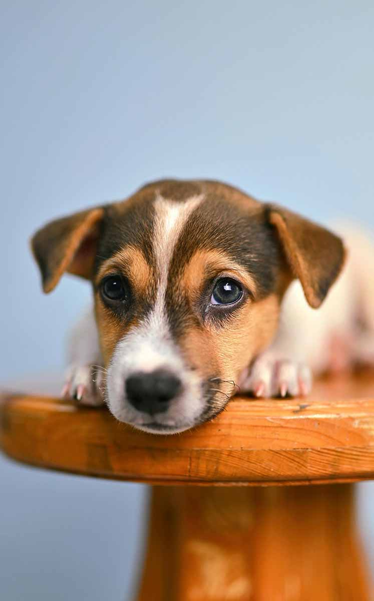 Los perros son animales de manada y asocian el descanso compartido con seguridad y protección. (Fotos: Pexels)