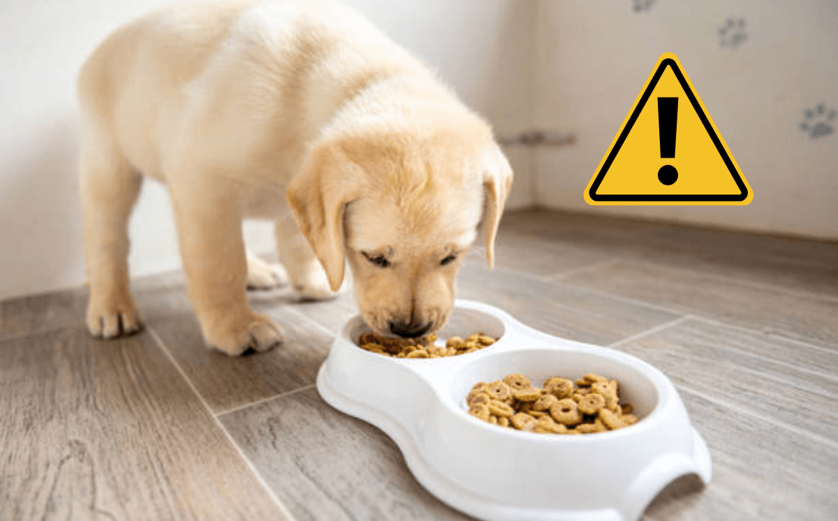 Comida para perro contaminada (Imagen Getty)