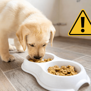 Comida para perro contaminada (Imagen Getty)