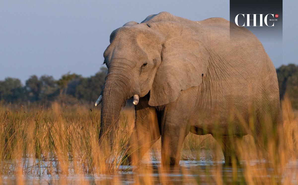 Los guías salen del camino para seguir a los animales con total respeto por su entorno | Foto: NUBA