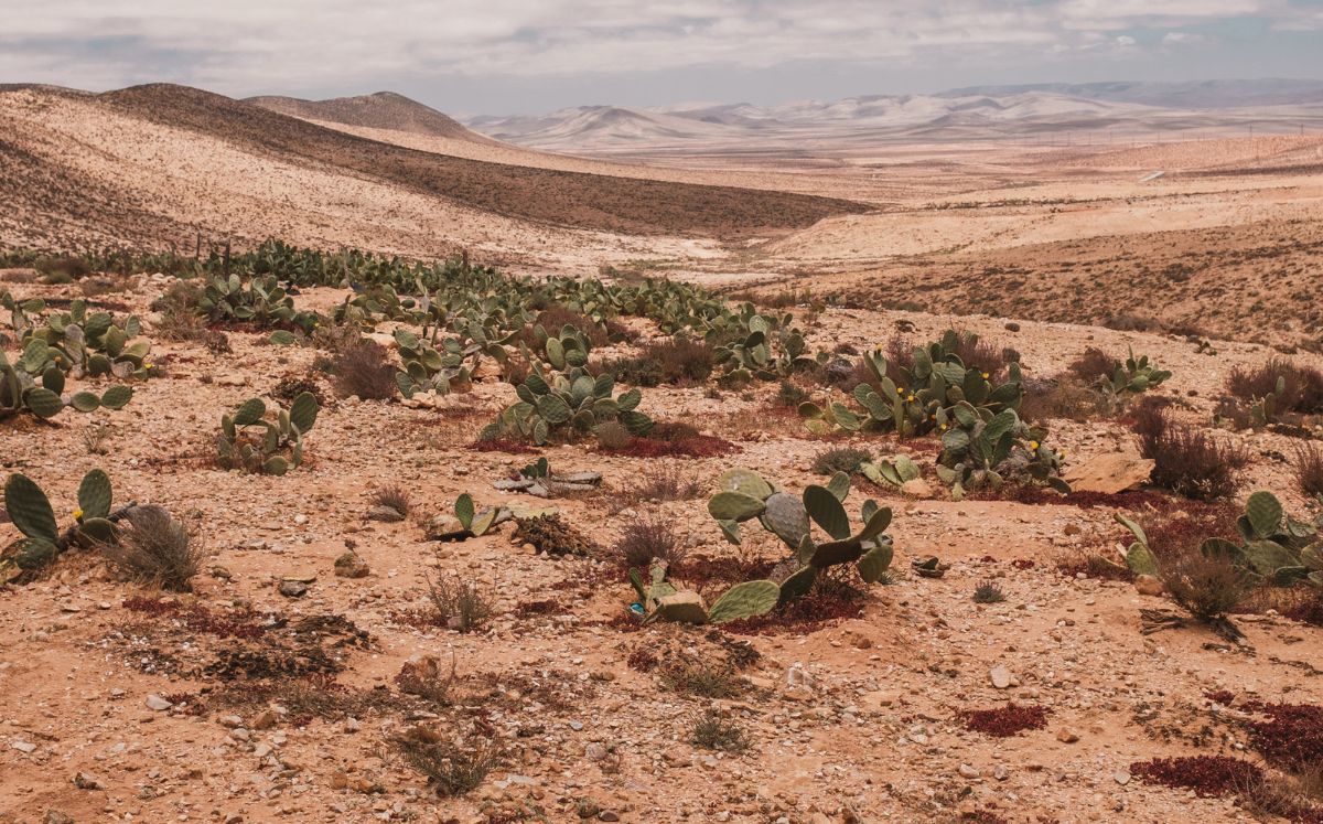 Las ciudades que serán desiertos en 2080, según la ciencia (Foto: Freepik)