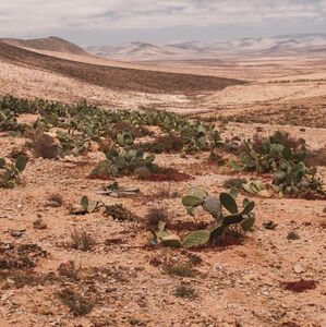 Las ciudades que serán desiertos en 2080, según la ciencia (Foto: Freepik)
