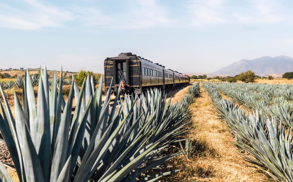 Viaje en tren a Tequila: Cuánto cuesta, duración y qué incluye (Foto: Cortesía)