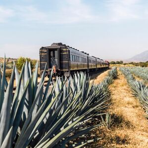 Viaje en tren a Tequila: Cuánto cuesta, duración y qué incluye (Foto: Cortesía)