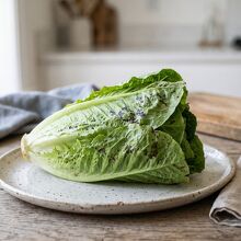 Cómo saber si comiste lechuga contaminada; ¿es Cyclospora? (Foto: Freepik)