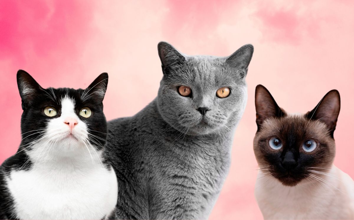 ¿Por qué existen 3 fechas del Día Internacional del Gato? (Foto: Freepik)