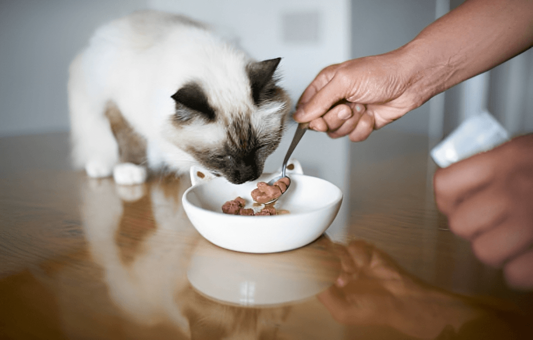 Comida para gatos (Imagen Getty)