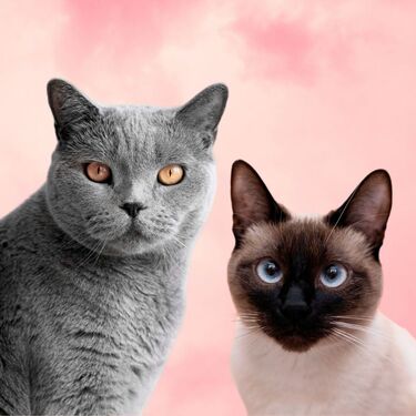 ¿Por qué existen 3 fechas del Día Internacional del Gato? (Foto: Freepik)