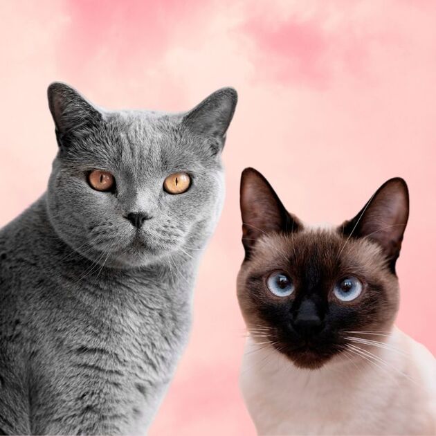 ¿Por qué existen 3 fechas del Día Internacional del Gato? (Foto: Freepik)