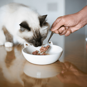 Comida para gatos (Imagen Getty)