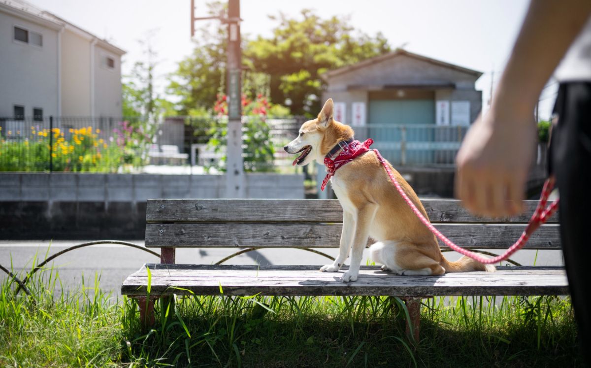 ¿Por qué los postes de luz son un peligro para los perros? (Foto: Freepik)