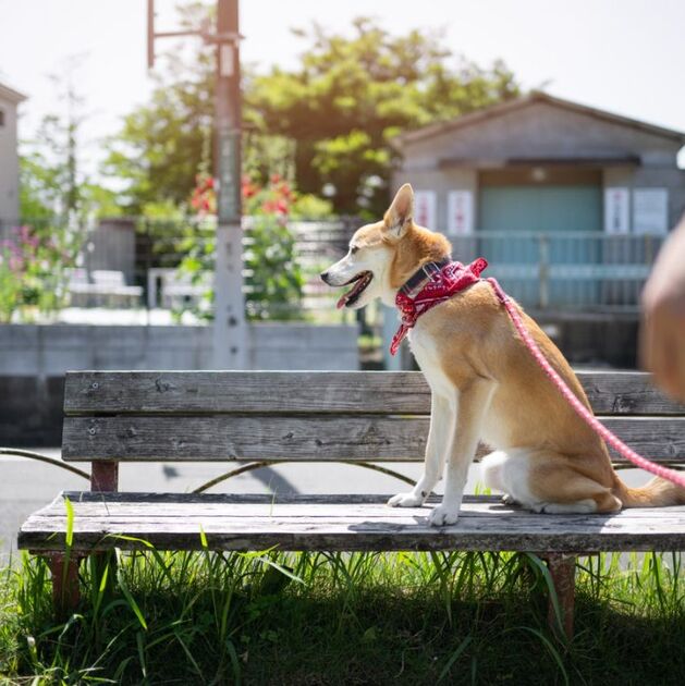 ¿Por qué los postes de luz son un peligro para los perros? (Foto: Freepik)