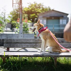 ¿Por qué los postes de luz son un peligro para los perros? (Foto: Freepik)
