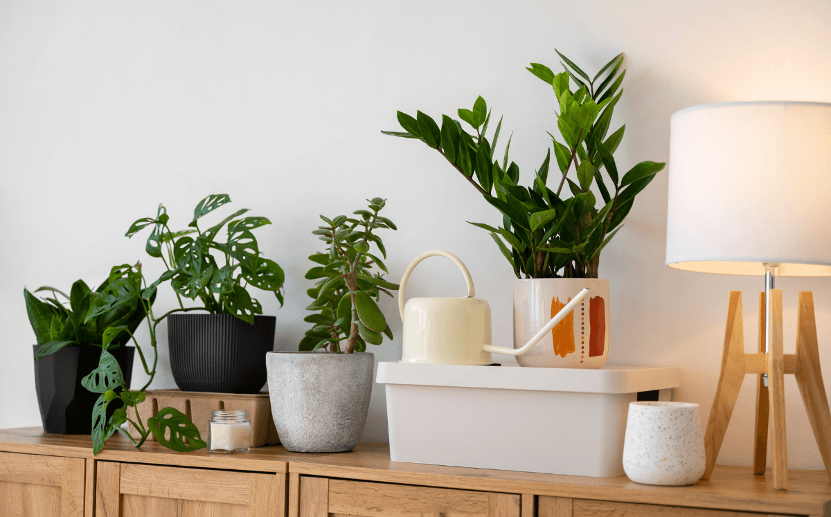 Estas son las 5 plantas pueden reducir la humedad y malos olores de tu hogar (Foto: Freepik)