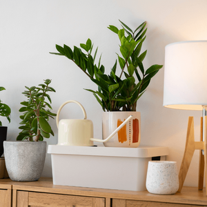 Estas son las 5 plantas pueden reducir la humedad y malos olores de tu hogar (Foto: Freepik)