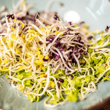 Alfalfa (Imagen Getty)
