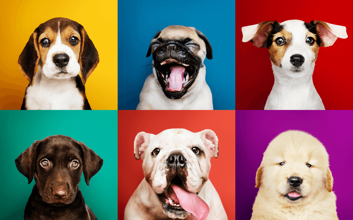 El lenguaje corporal de los perros (Foto: Freepik)