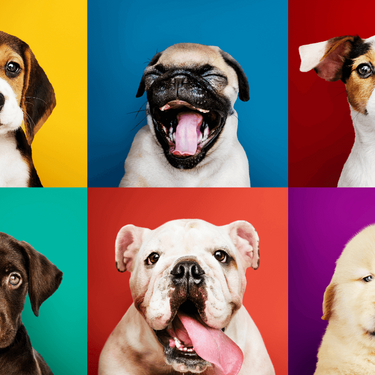 El lenguaje corporal de los perros (Foto: Freepik)