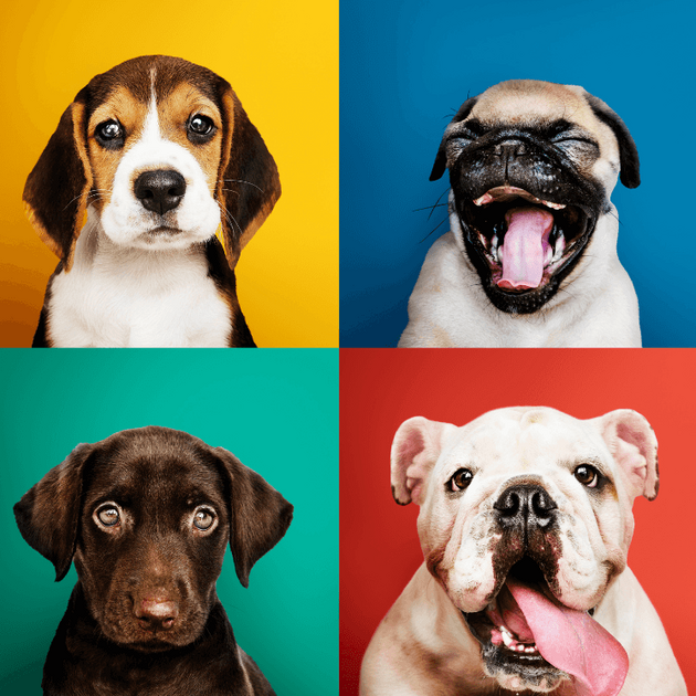 El lenguaje corporal de los perros (Foto: Freepik)