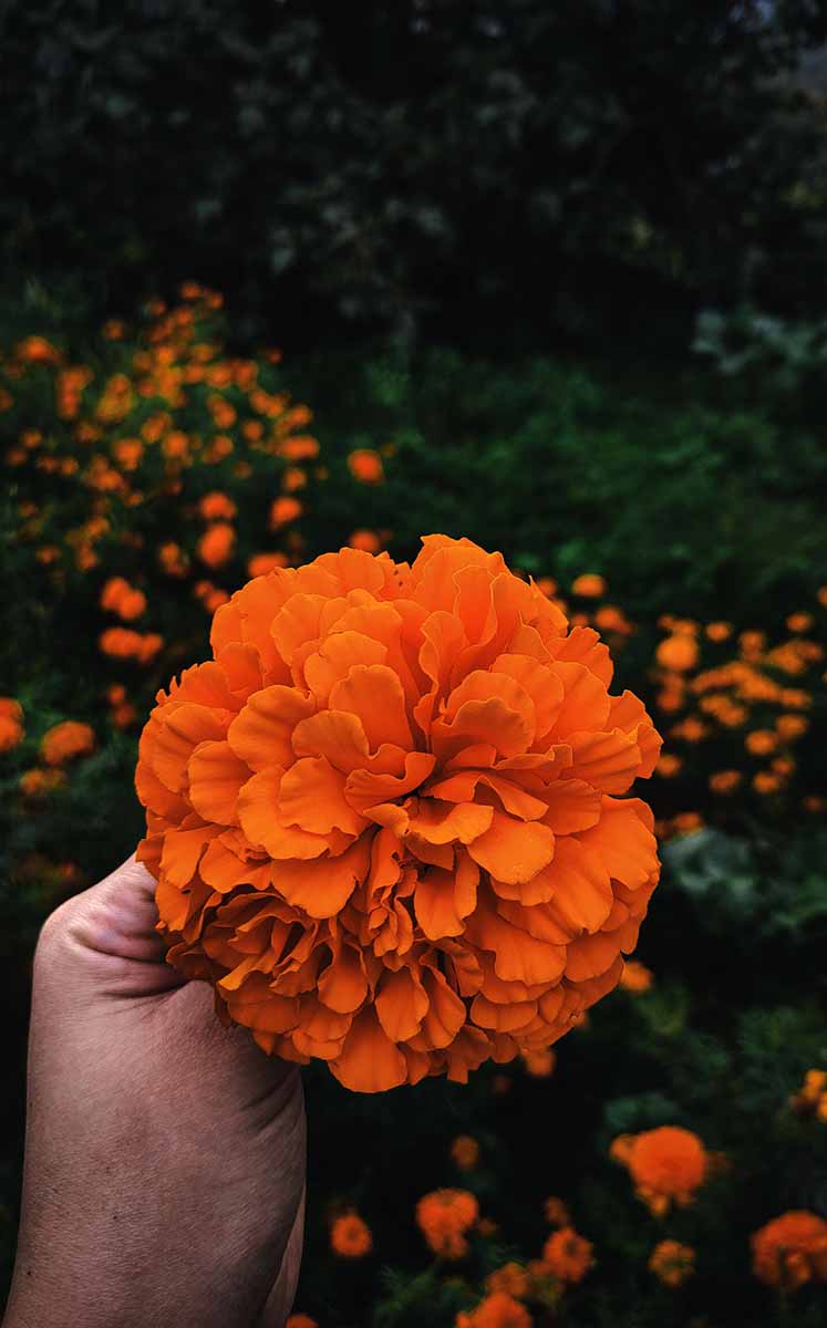 Una de las maneras más sencillas de aprovechar esta flor es cultivarla en macetas o directamente en el jardín. (Foto: Pexels)