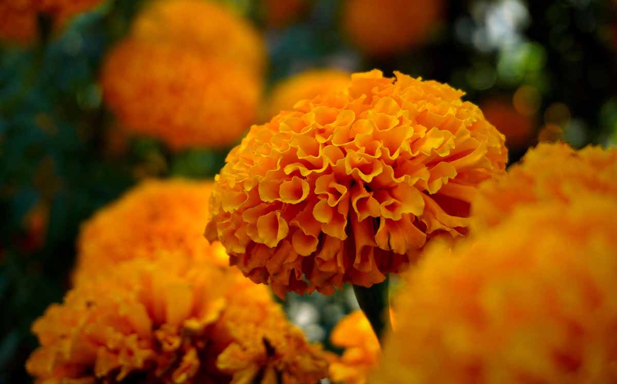 Esta planta, cuyo nombre científico es Tagetes erecta, contiene compuestos aromáticos presentes en sus aceites esenciales. (Foto: Pexels)