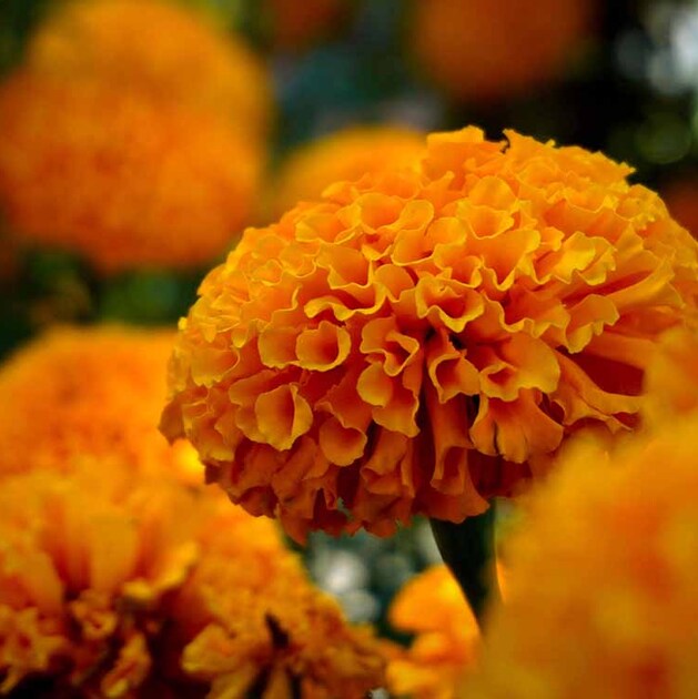 Esta planta, cuyo nombre científico es Tagetes erecta, contiene compuestos aromáticos presentes en sus aceites esenciales. (Foto: Pexels)