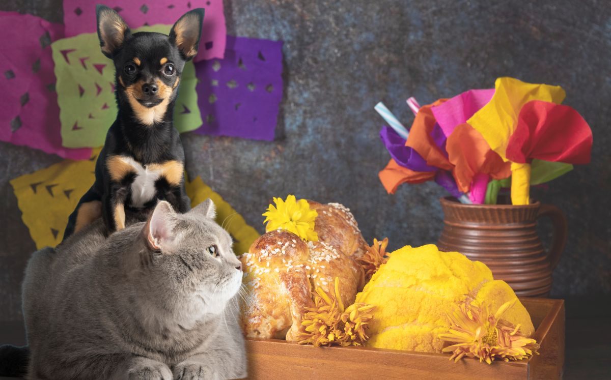 Ofrenda de mascotas en Día de muertos: significado, fecha y elementos (Foto: Freepik)