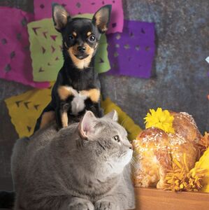 Ofrenda de mascotas en Día de muertos: significado, fecha y elementos (Foto: Freepik)