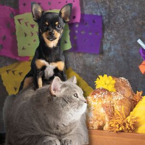Ofrenda de mascotas en Día de muertos: significado, fecha y elementos (Foto: Freepik)
