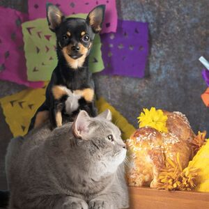 Ofrenda de mascotas en Día de muertos: significado, fecha y elementos (Foto: Freepik)