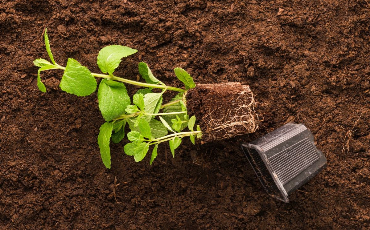 ¿Para qué sirve poner canela en la tierra de las plantas? Esto se sabe (Foto: Freepik)