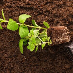 ¿Para qué sirve poner canela en la tierra de las plantas? Esto se sabe (Foto: Freepik)