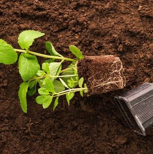 ¿Para qué sirve poner canela en la tierra de las plantas? Esto se sabe (Foto: Freepik)