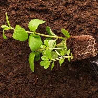 ¿Para qué sirve poner canela en la tierra de las plantas? Esto se sabe (Foto: Freepik)