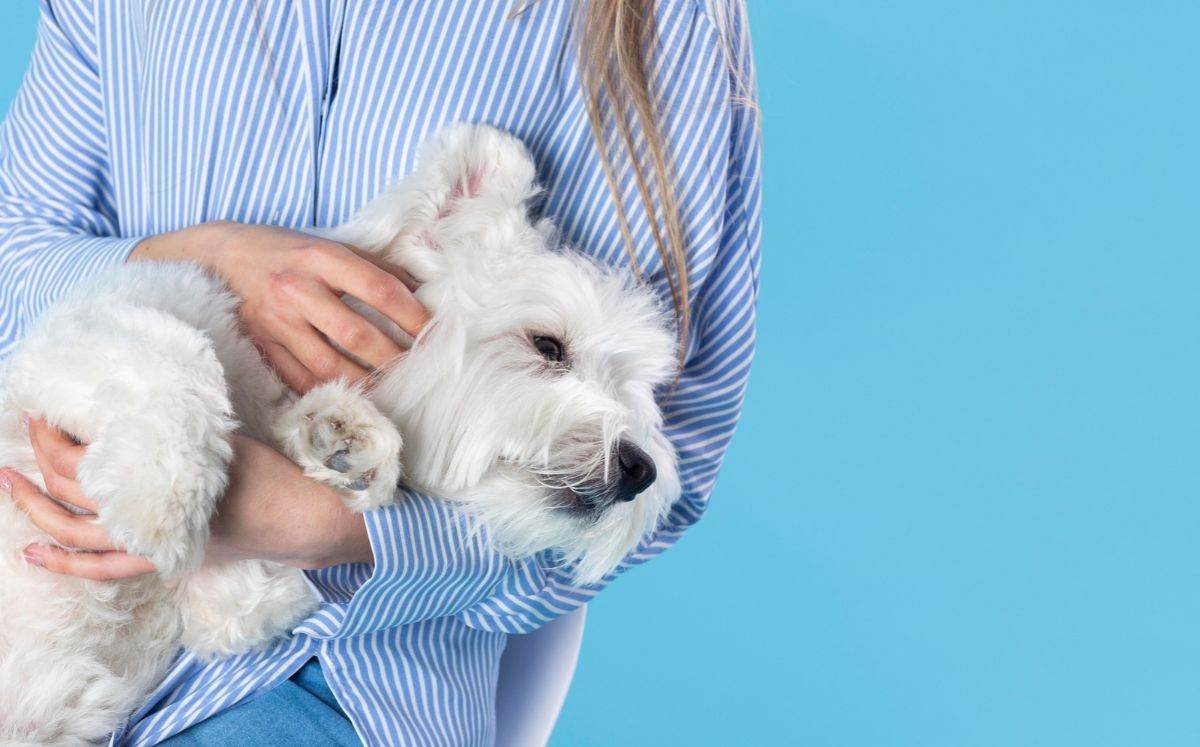 Envenenamiento de mascotas en CDMX: síntomas y qué hacer (Foto: Freepik)