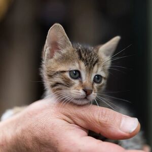 ¿Qué hacer durante las primeras 48 horas de adoptar un gato? (Foto: Freepik)